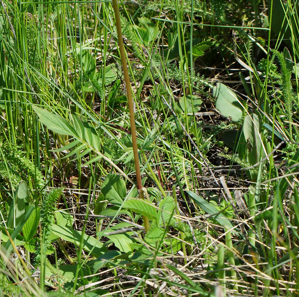 Изображение особи Valeriana dubia.