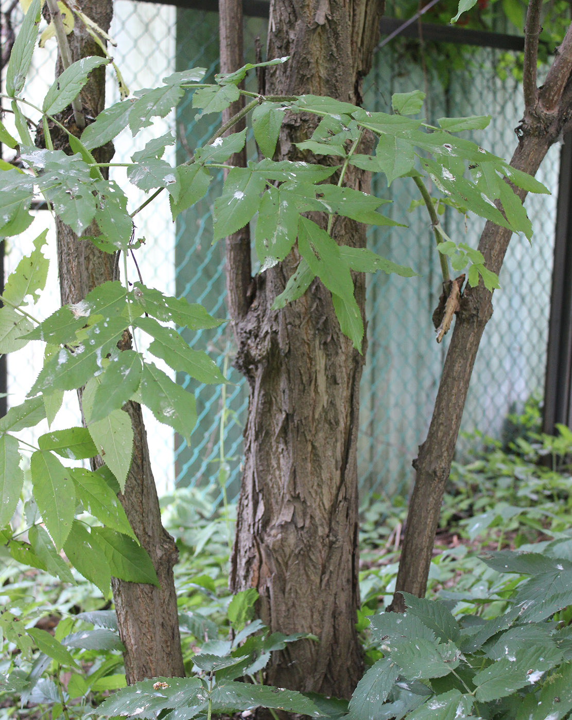 Image of Sambucus pubens specimen.