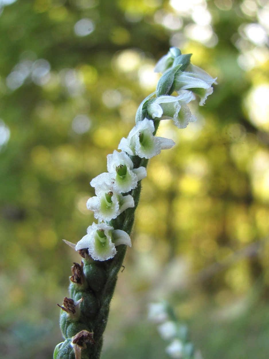 Изображение особи Spiranthes spiralis.