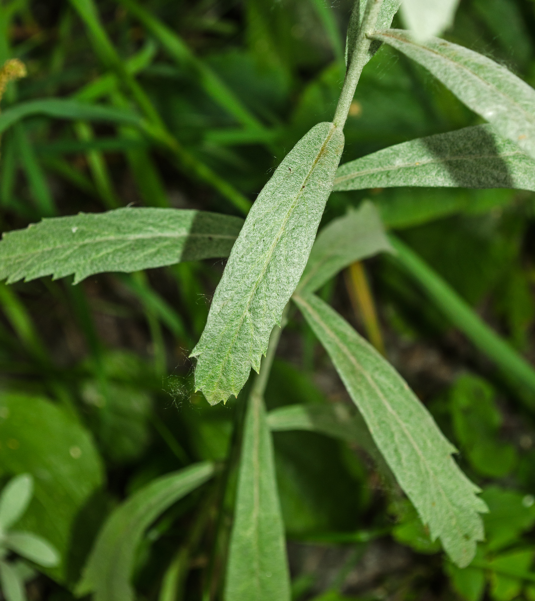 Image of Artemisia ludoviciana specimen.