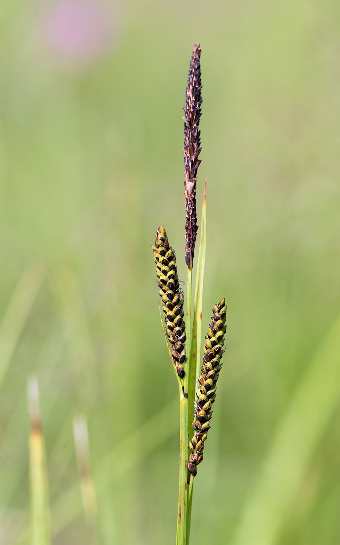 Image of genus Carex specimen.