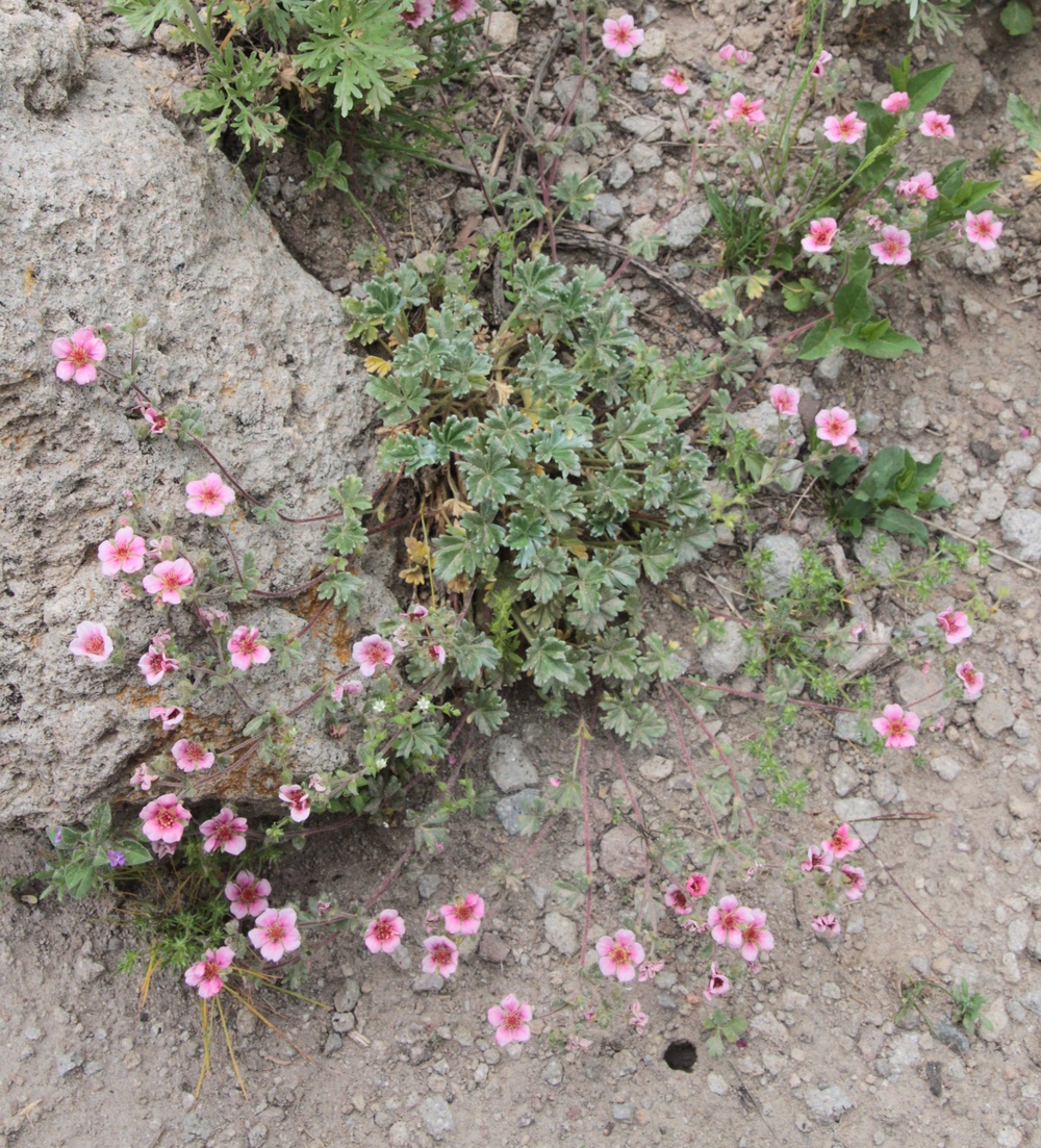 Image of Potentilla cryptophila specimen.