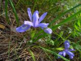 Iris ruthenica