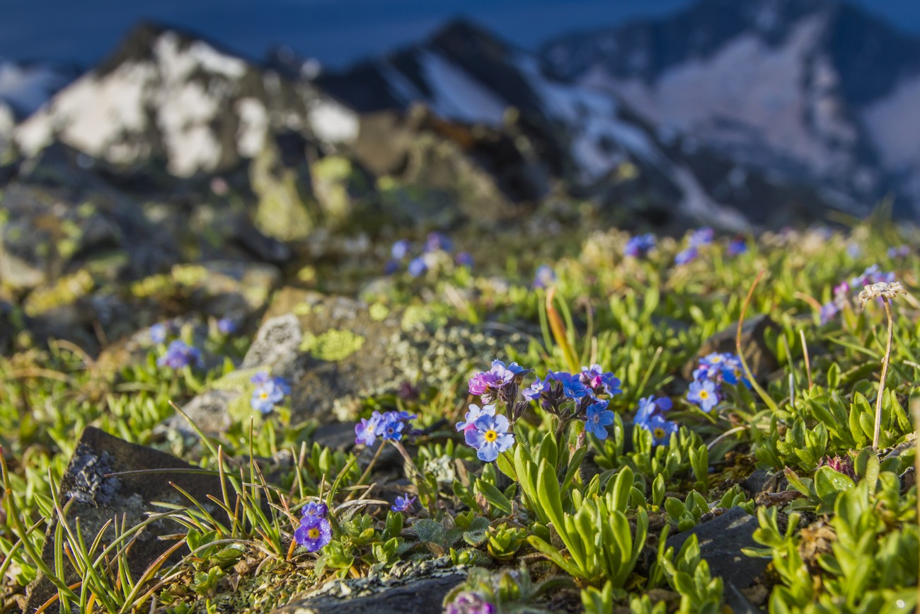 Изображение особи Myosotis alpestris.