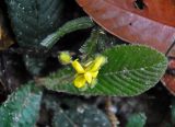 Acrotrema costatum. Цветок, бутоны и лист. Малайзия, о-в Пенанг, национальный парк Пенанг, влажный тропический лес. 06.05.2017.