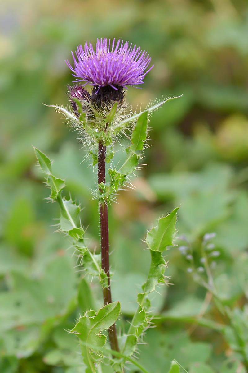 Изображение особи Cirsium simplex.