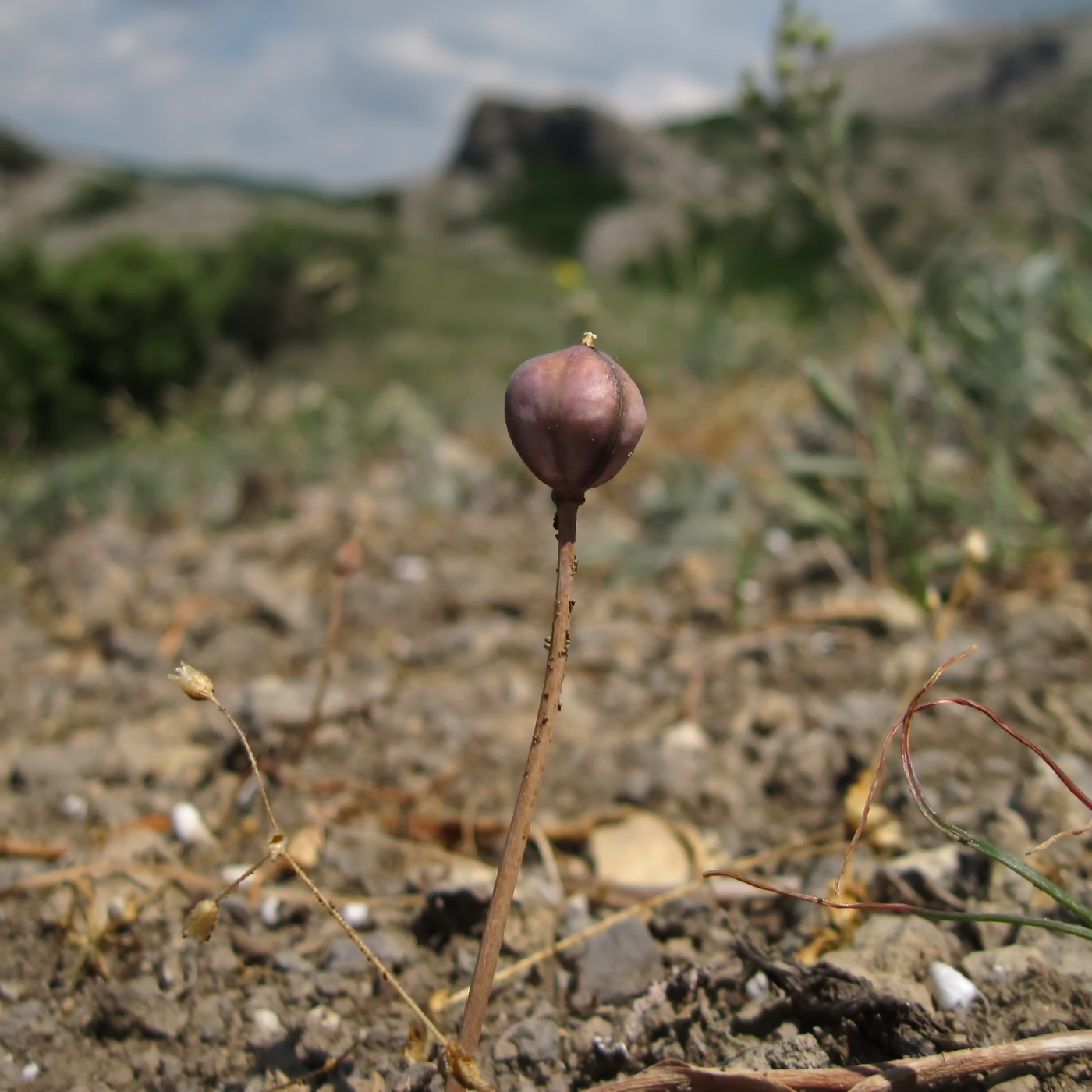 Image of Tulipa biflora specimen.