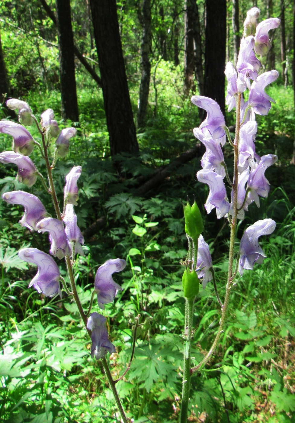 Image of Aconitum septentrionale specimen.