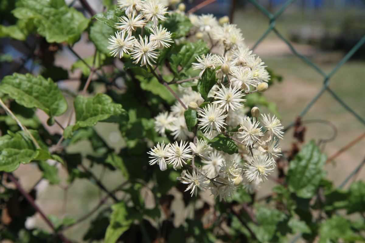 Image of Clematis vitalba specimen.