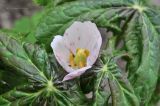 Sinopodophyllum hexandrum