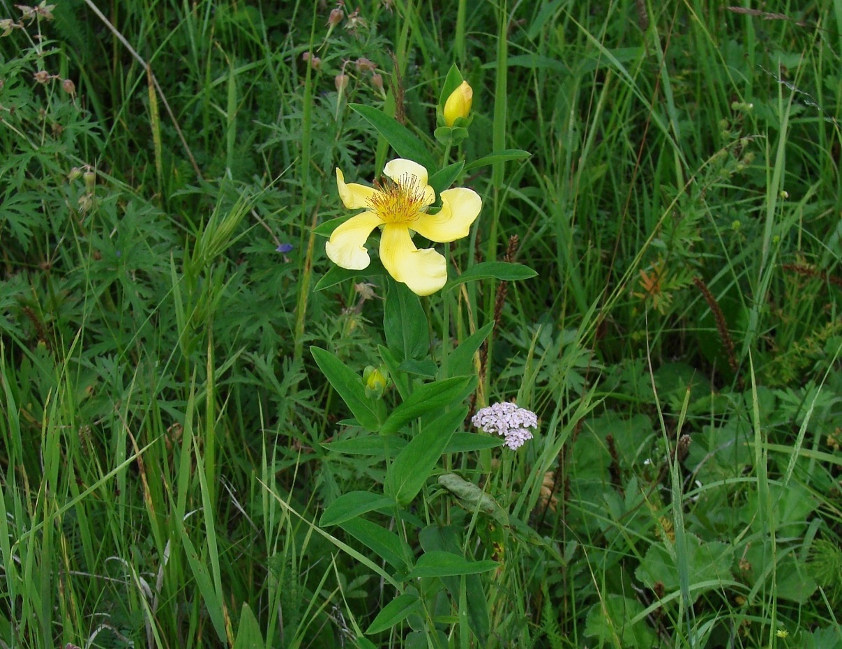 Изображение особи Hypericum ascyron.