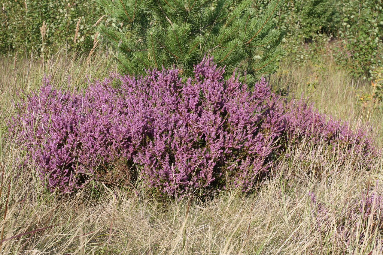 Image of Calluna vulgaris specimen.