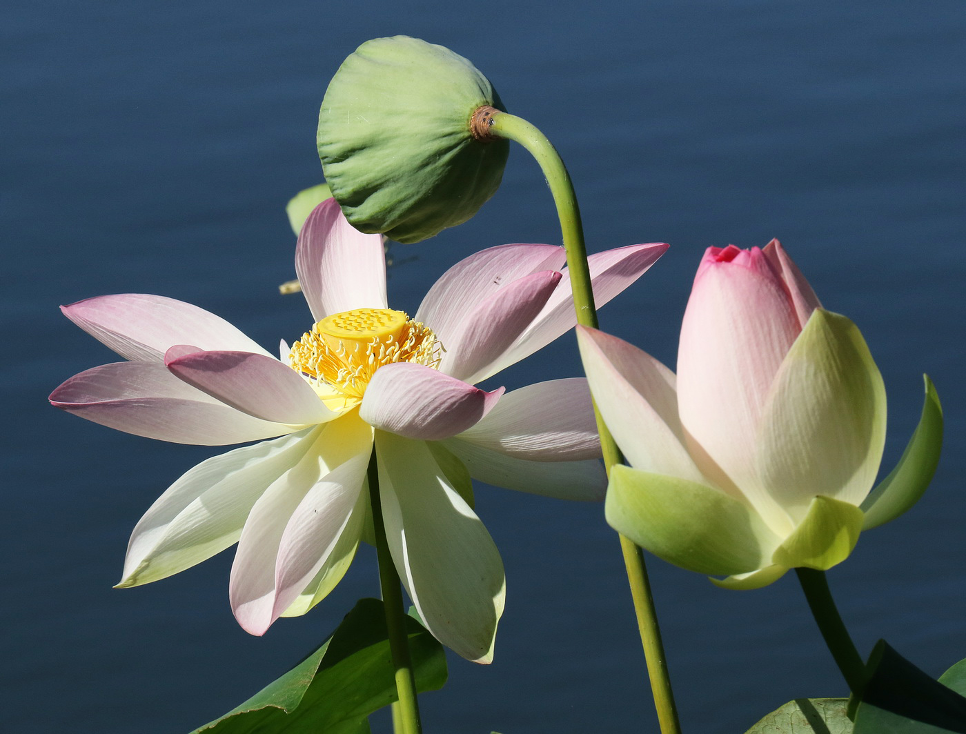 Image of Nelumbo caspica specimen.