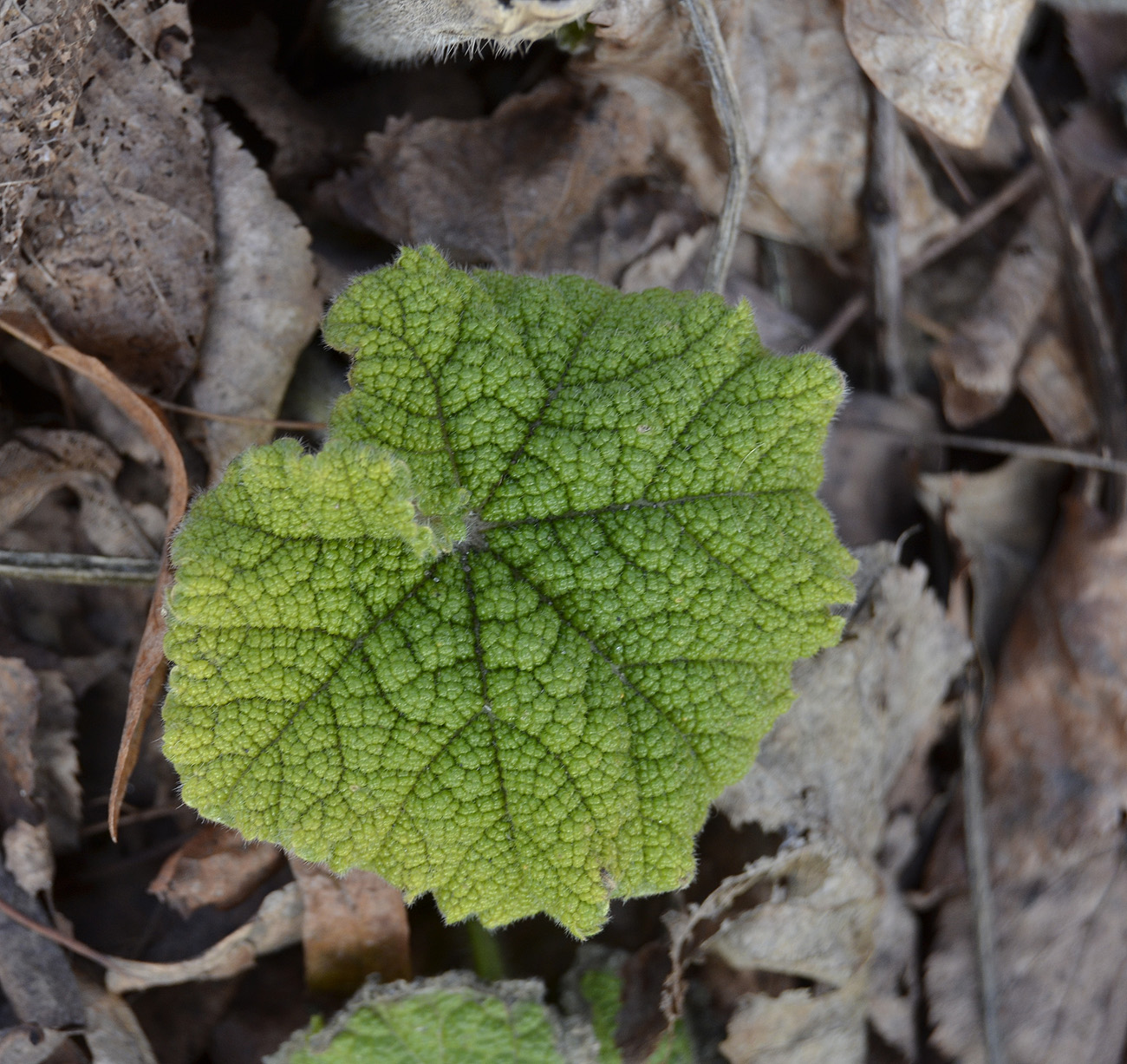 Image of Alcea rugosa specimen.