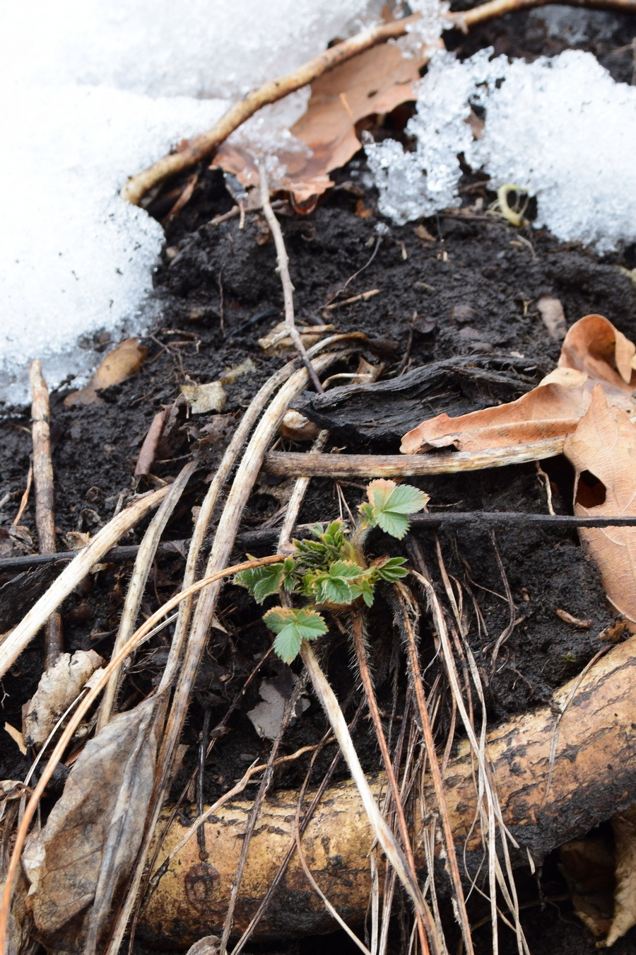 Image of Potentilla fragarioides specimen.