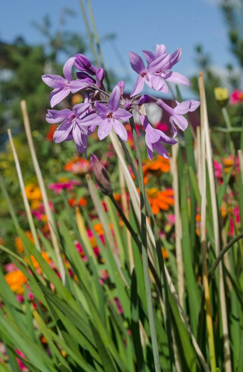 Image of Tulbaghia violacea specimen.