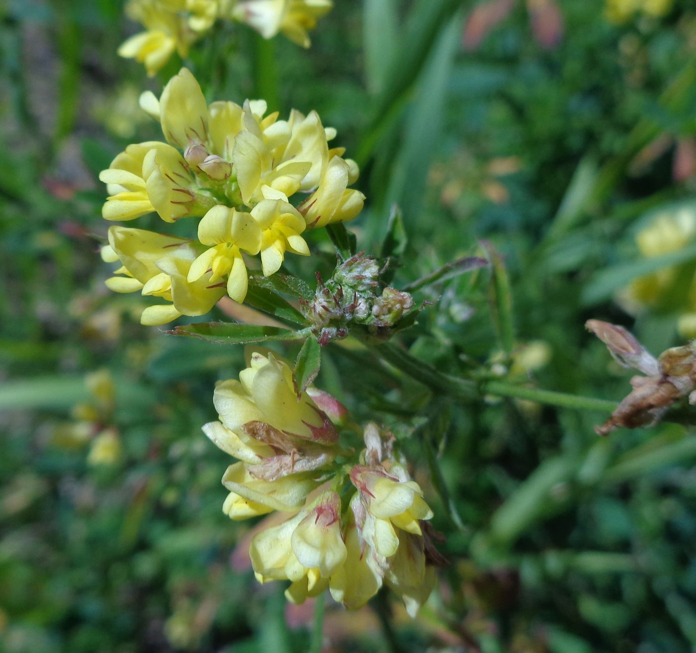 Изображение особи Medicago &times; varia.