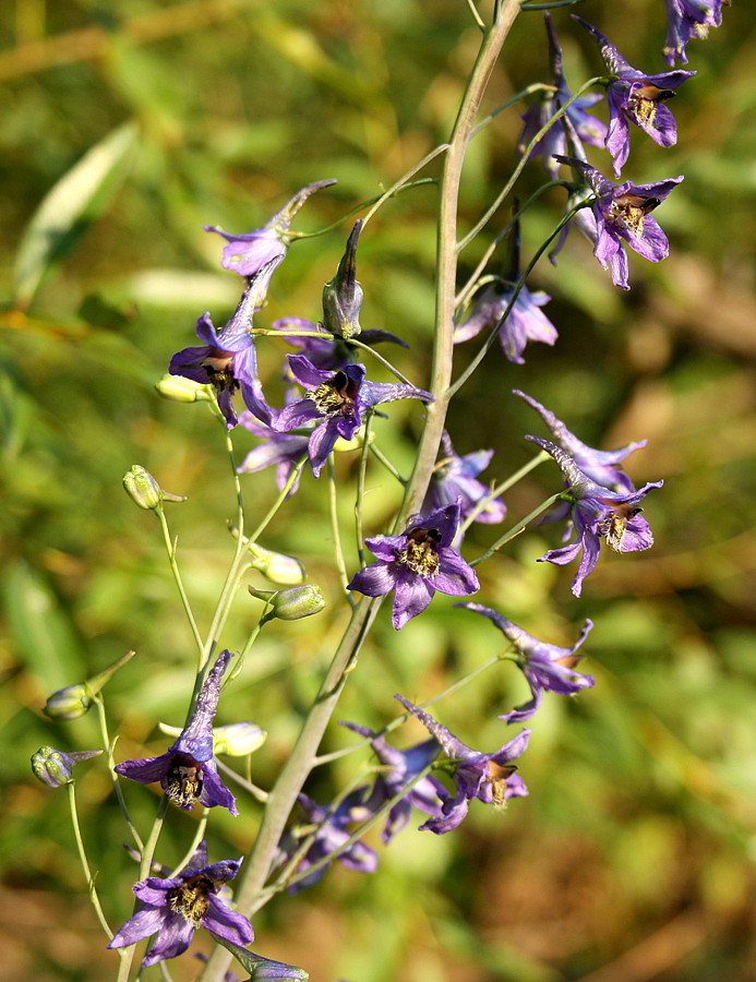 Image of Delphinium elatum specimen.