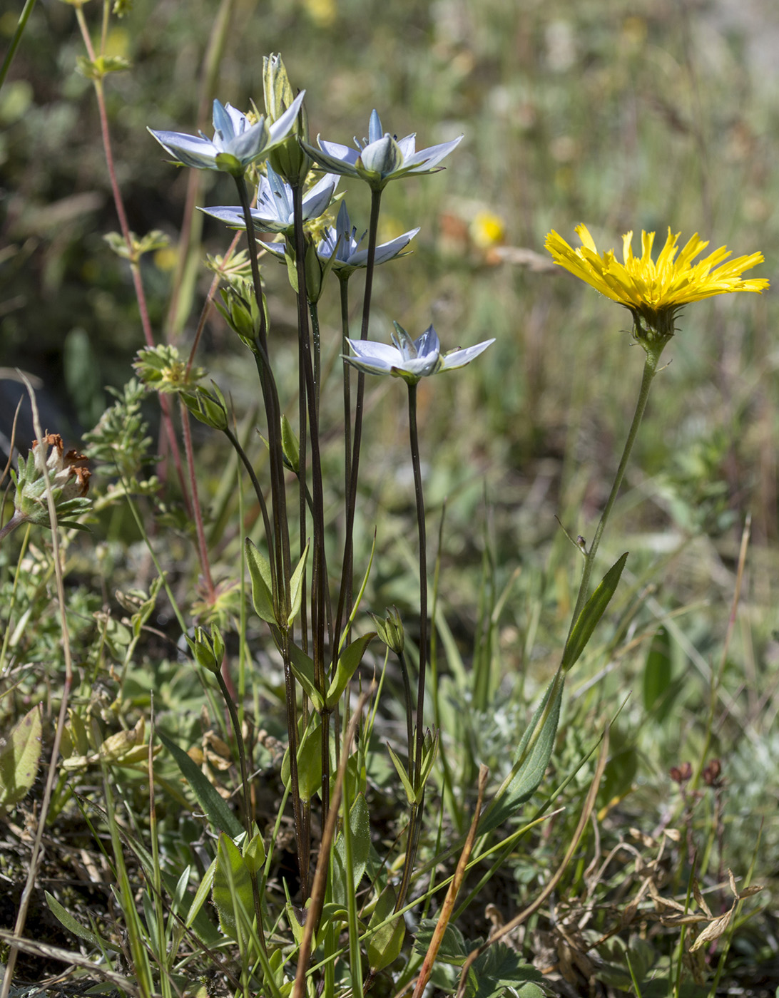 Image of Lomatogonium carinthiacum specimen.