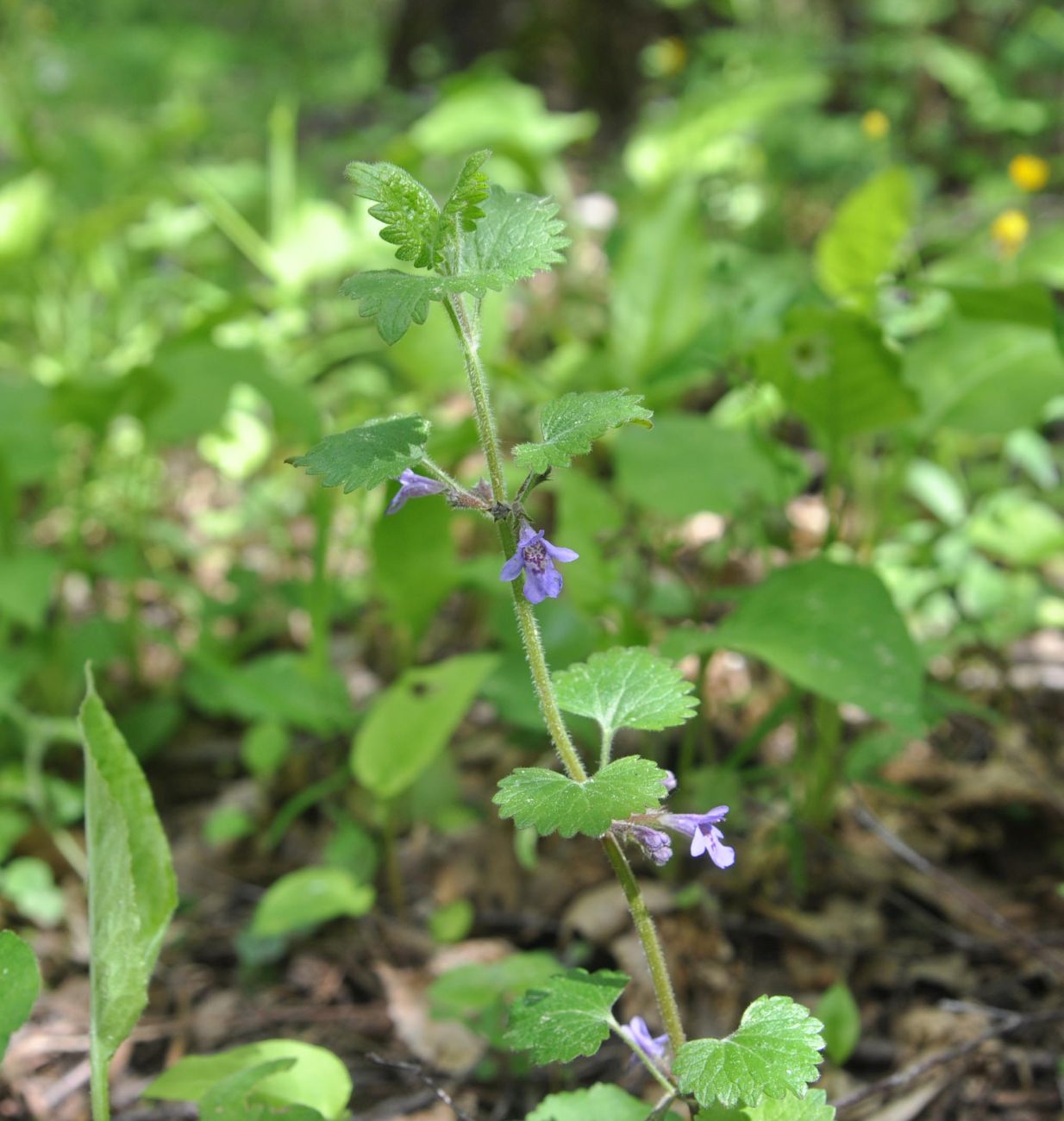 Изображение особи Glechoma hederacea.