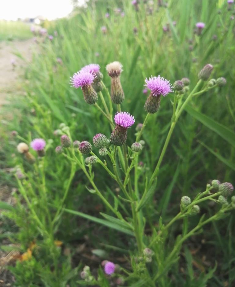 Image of Cirsium setosum specimen.