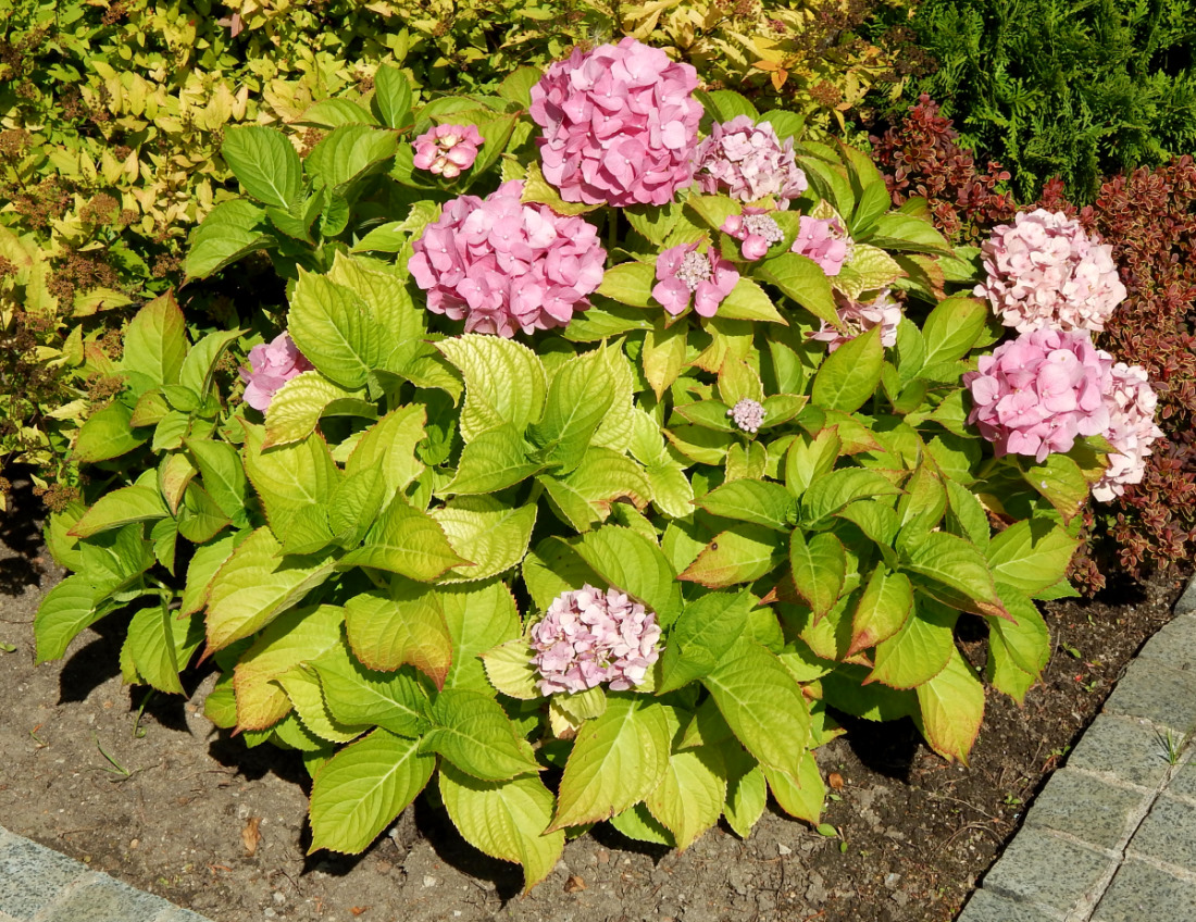 Image of Hydrangea macrophylla specimen.