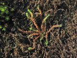 Illecebrum verticillatum. Плодоносящее растение. Нидерланды, провинция Drenthe, национальный парк Dwingelderveld, вересковая пустошь. 7 ноября 2010 г.