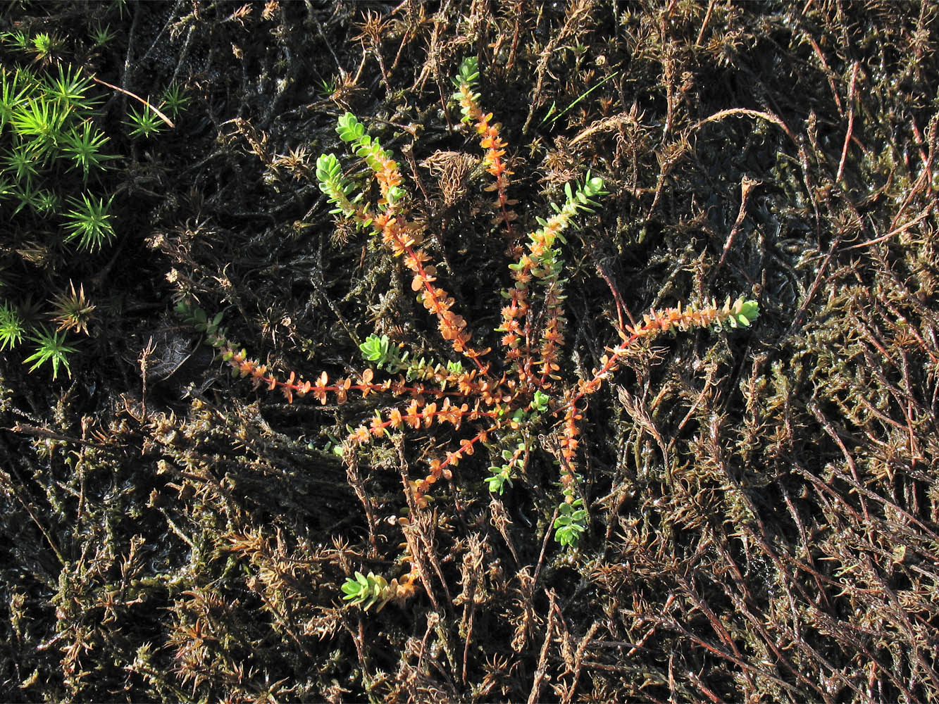 Image of Illecebrum verticillatum specimen.