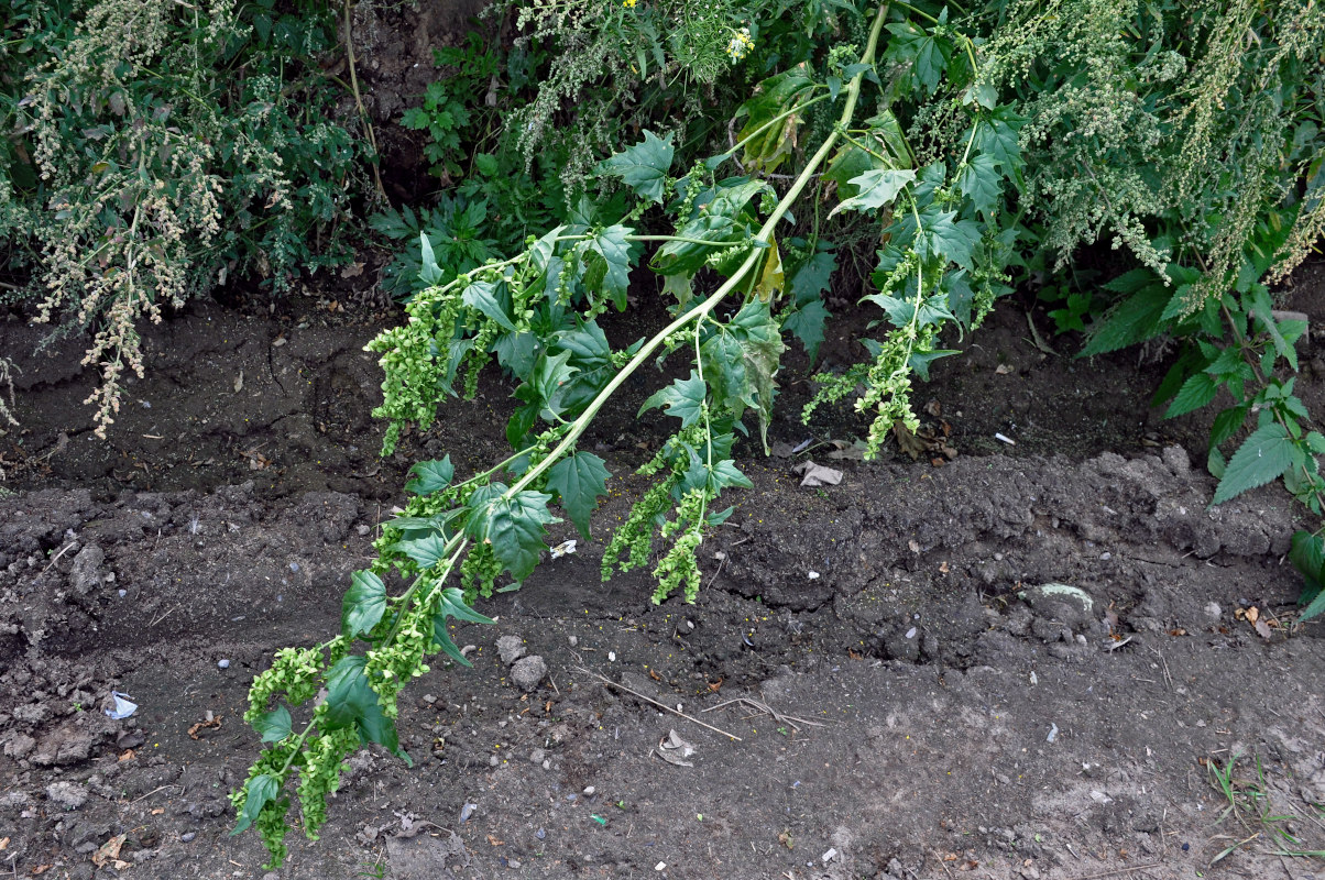 Image of Atriplex sagittata specimen.