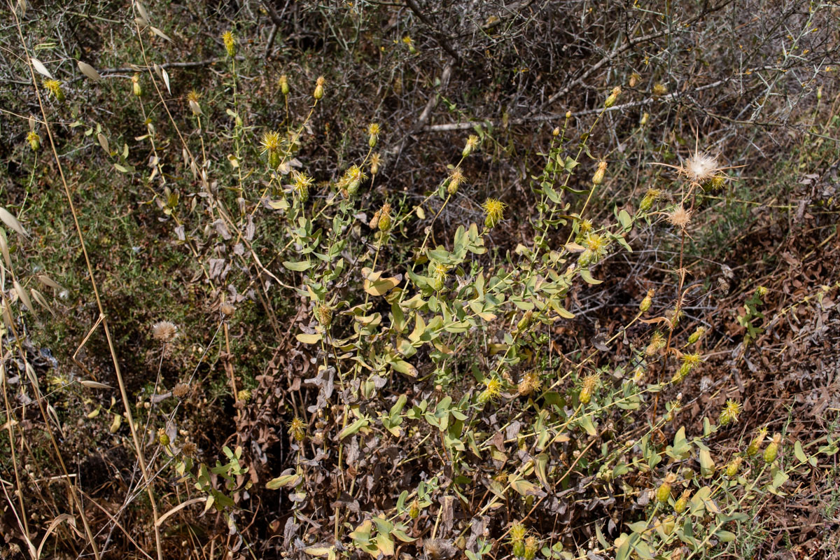 Image of Klasea cerinthifolia specimen.