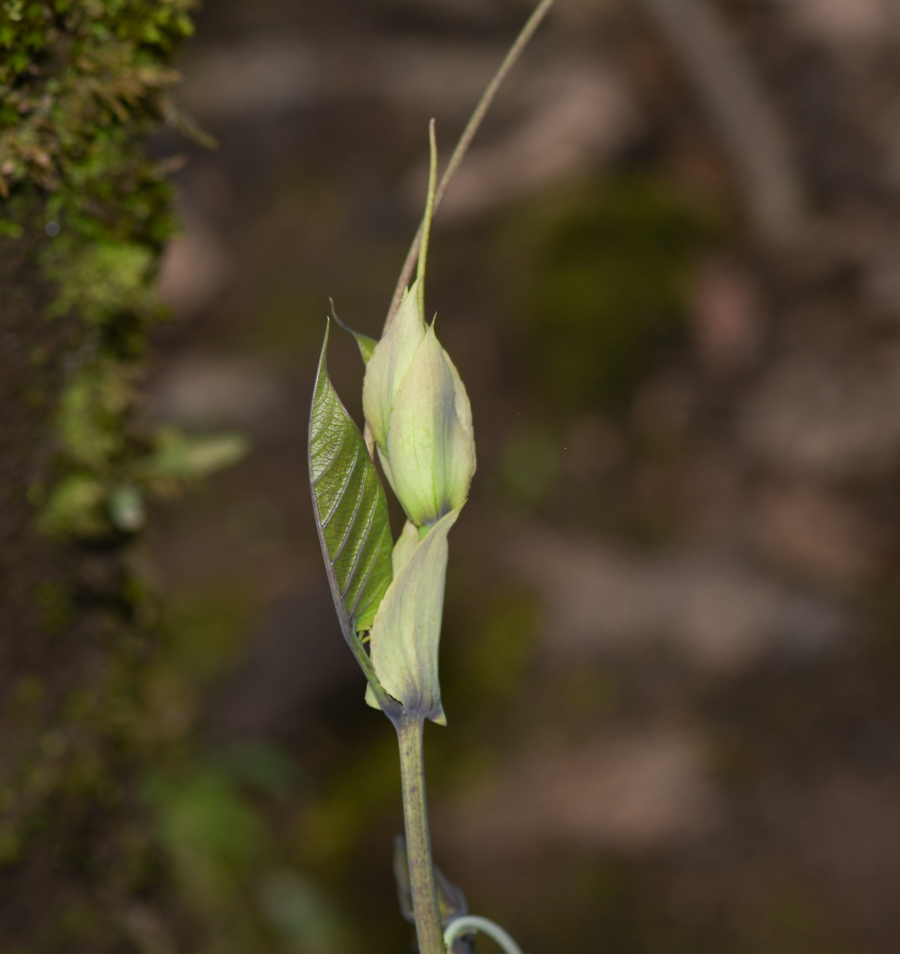 Image of Passiflora ligularis specimen.