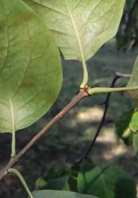 Image of Syringa amurensis specimen.