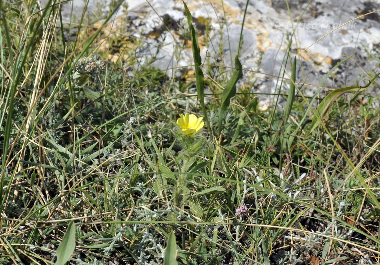 Image of Potentilla callieri specimen.