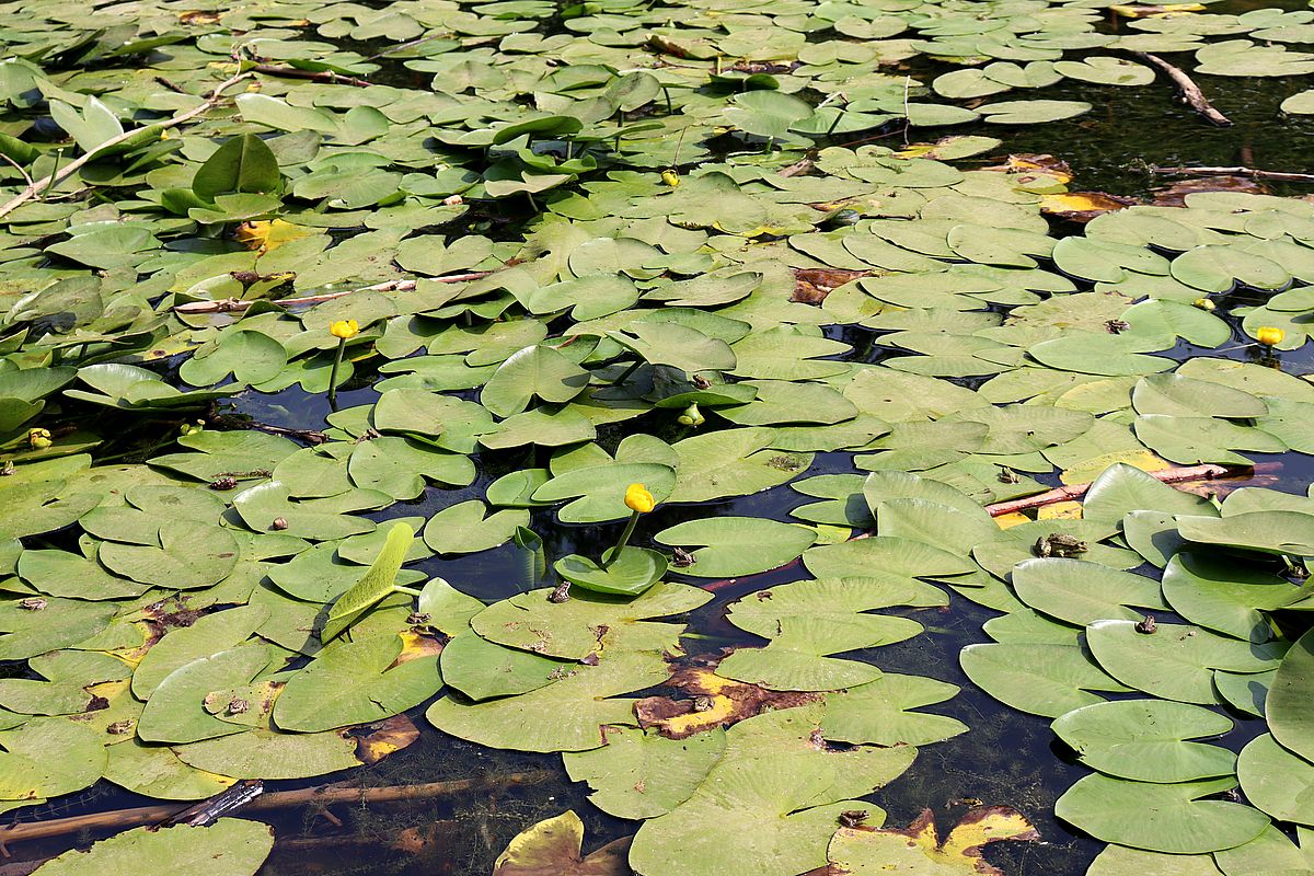 Image of Nuphar lutea specimen.