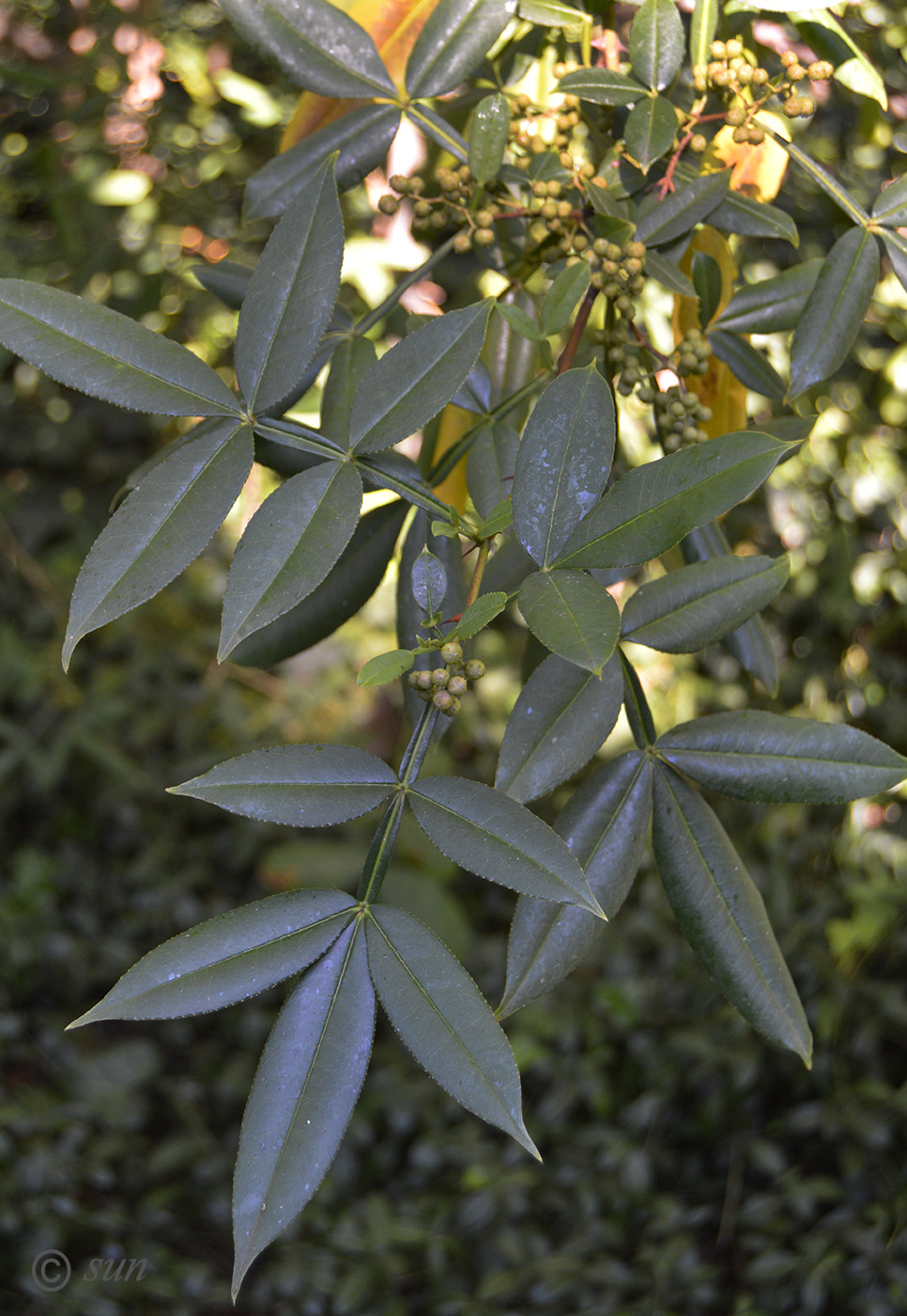 Image of Zanthoxylum alatum specimen.