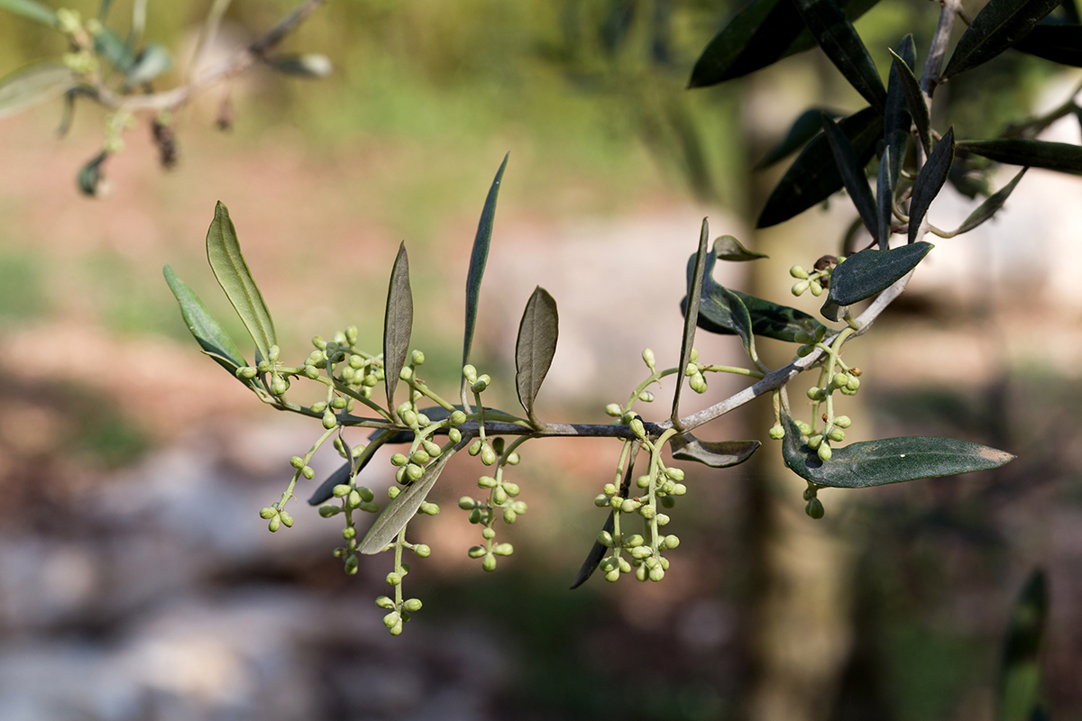 Image of Olea europaea specimen.