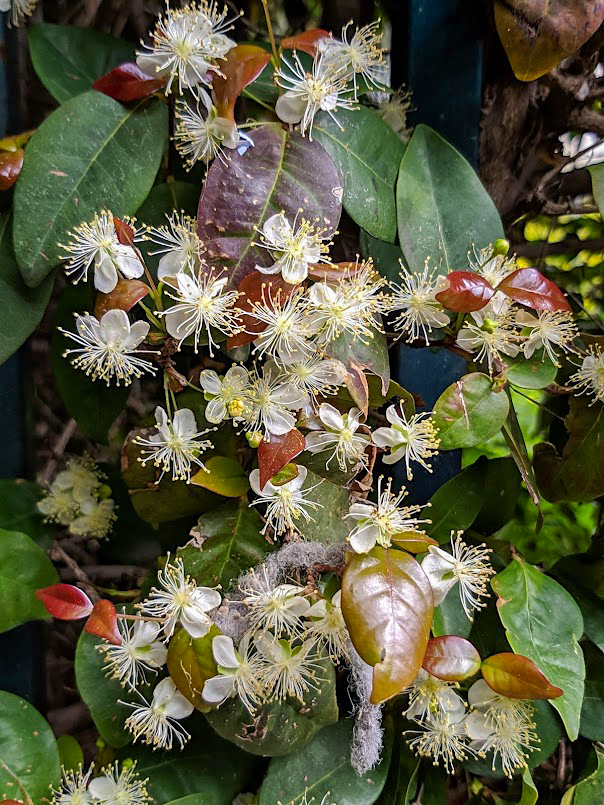 Image of Eugenia uniflora specimen.