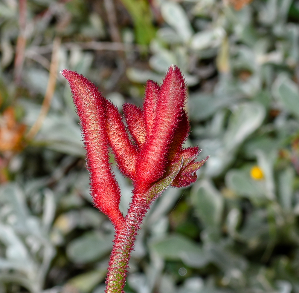 Image of genus Anigozanthos specimen.