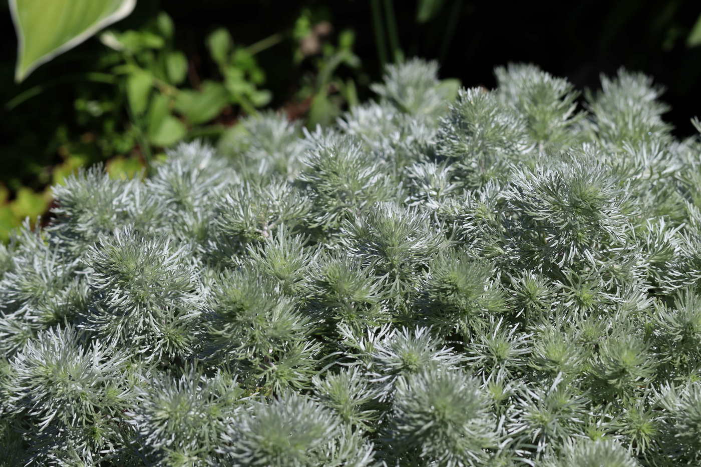 Image of Artemisia schmidtiana specimen.