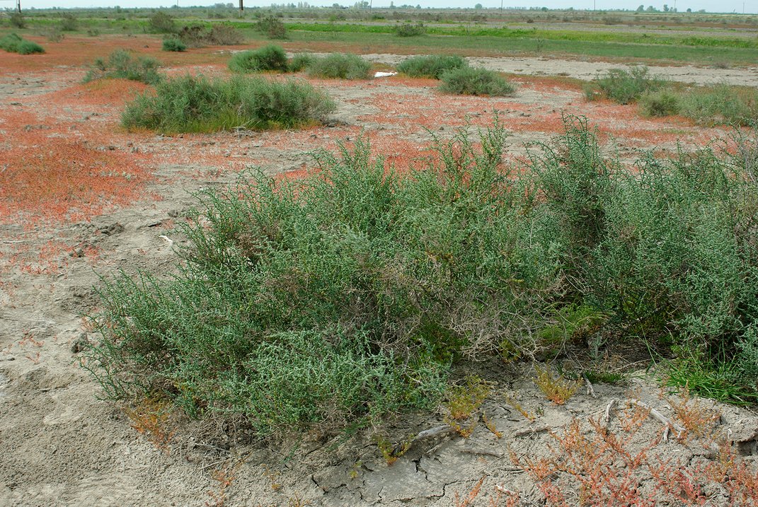 Изображение особи Kalidium foliatum.