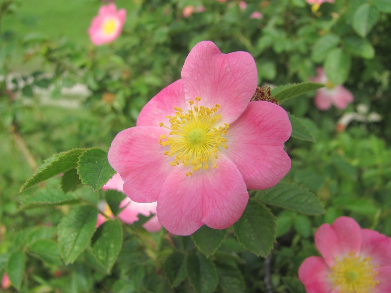 Image of genus Rosa specimen.