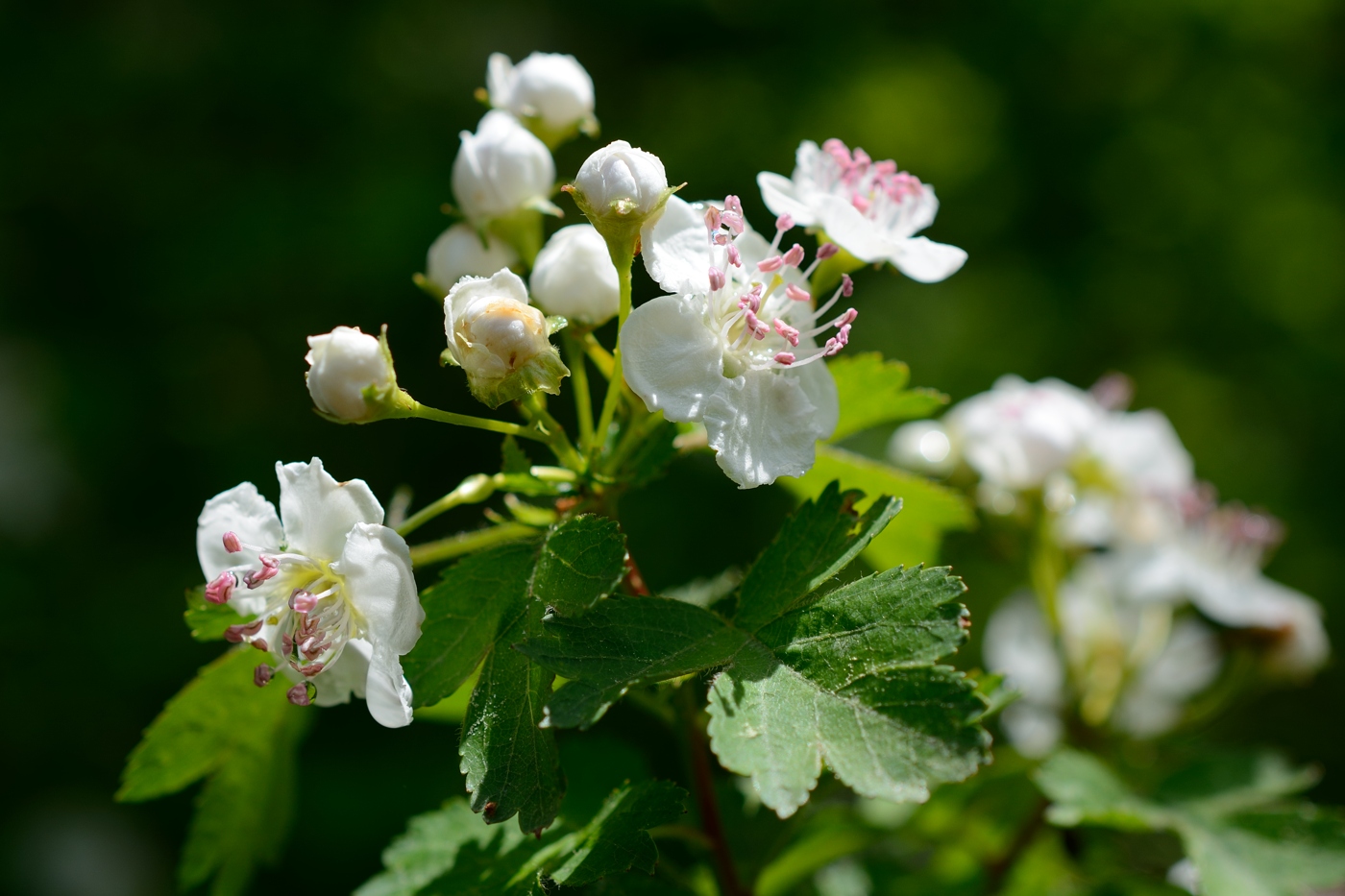 Изображение особи Crataegus microphylla.