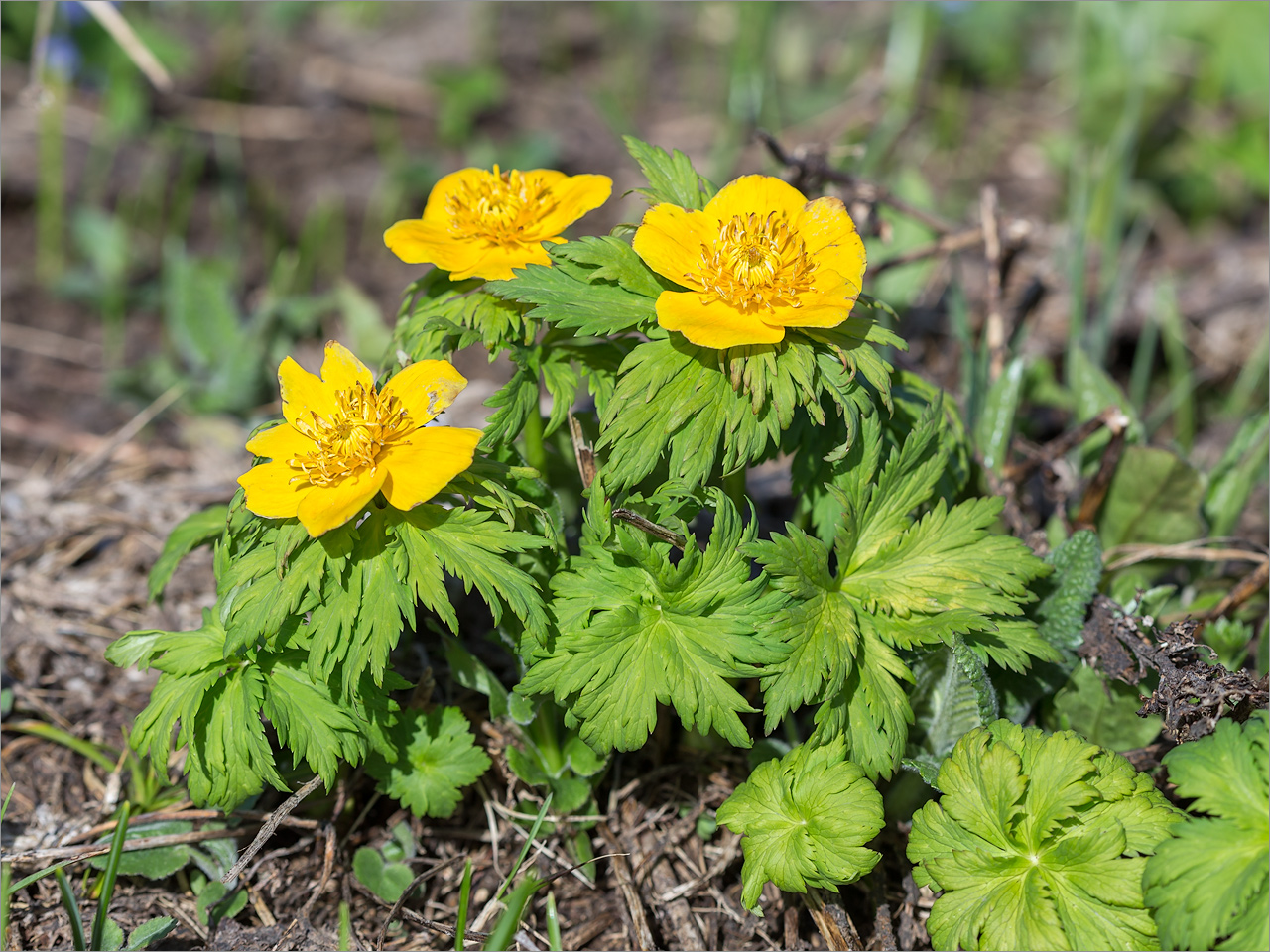 Image of Trollius ranunculinus specimen.