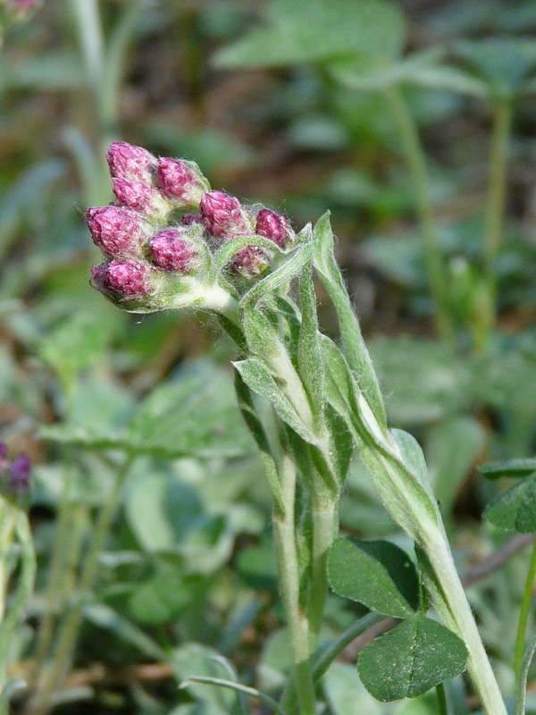 Image of Antennaria dioica specimen.