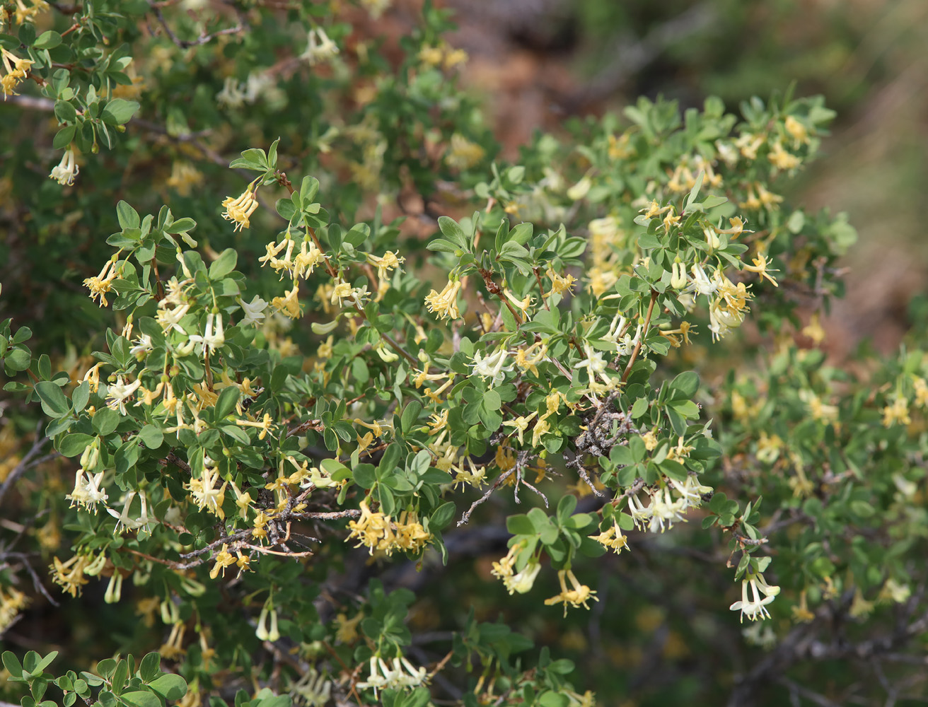 Image of genus Lonicera specimen.