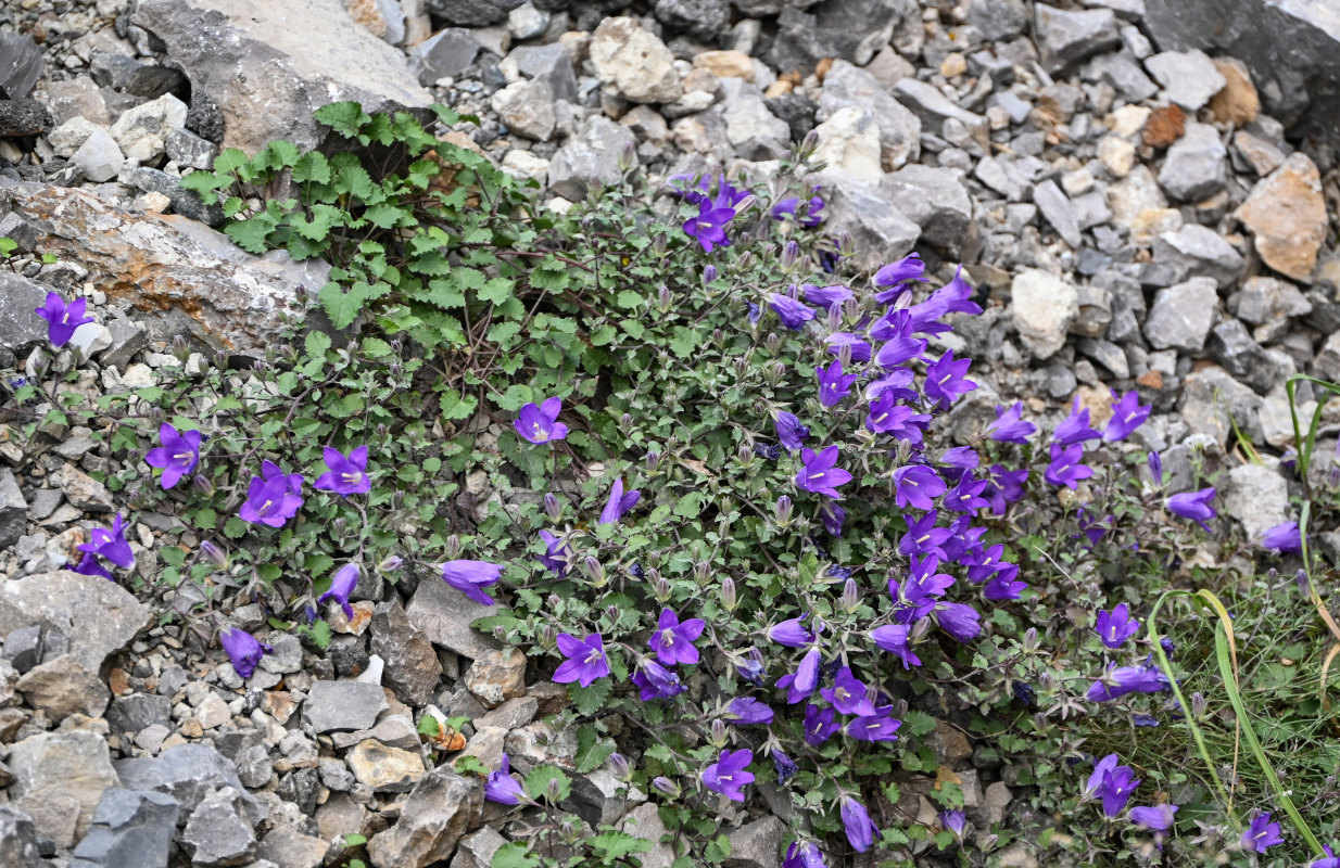 Изображение особи Campanula andina.