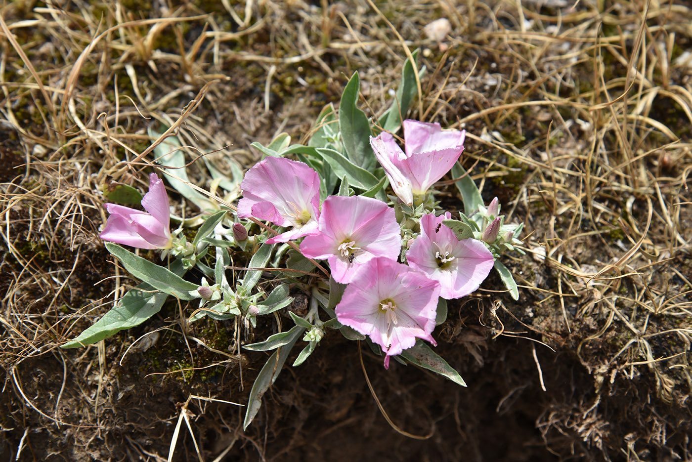 Image of Convolvulus lineatus specimen.