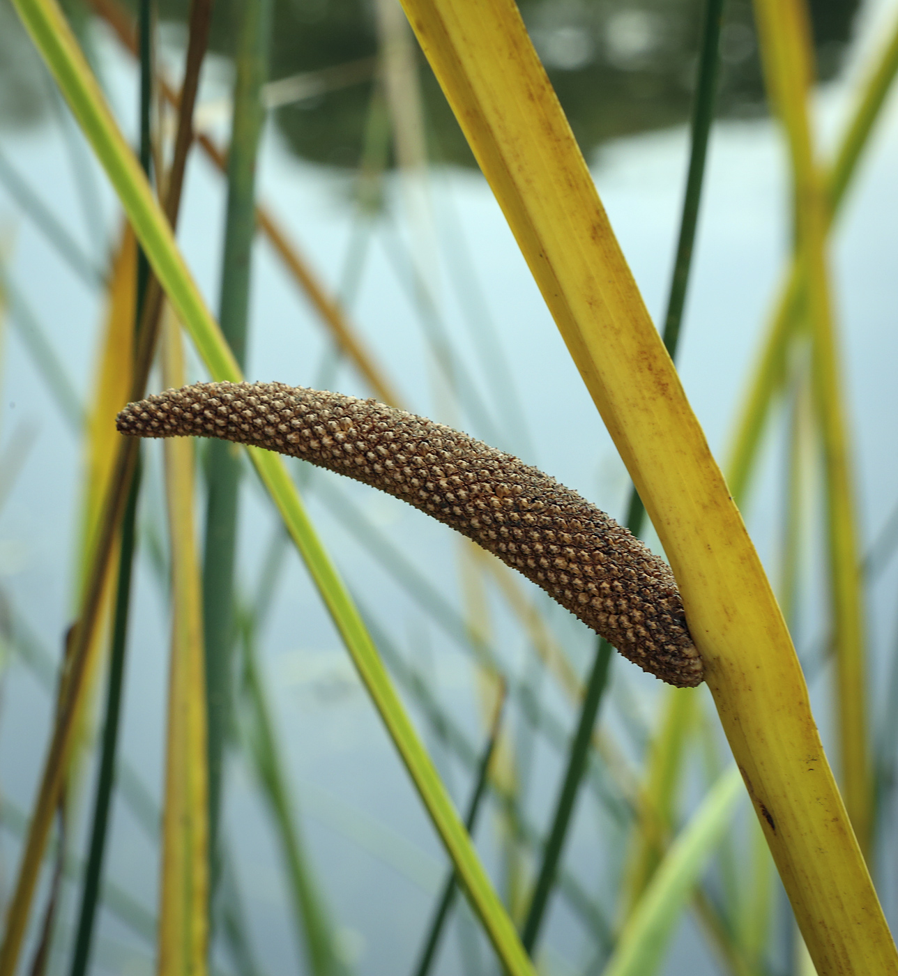 Image of Acorus calamus specimen.