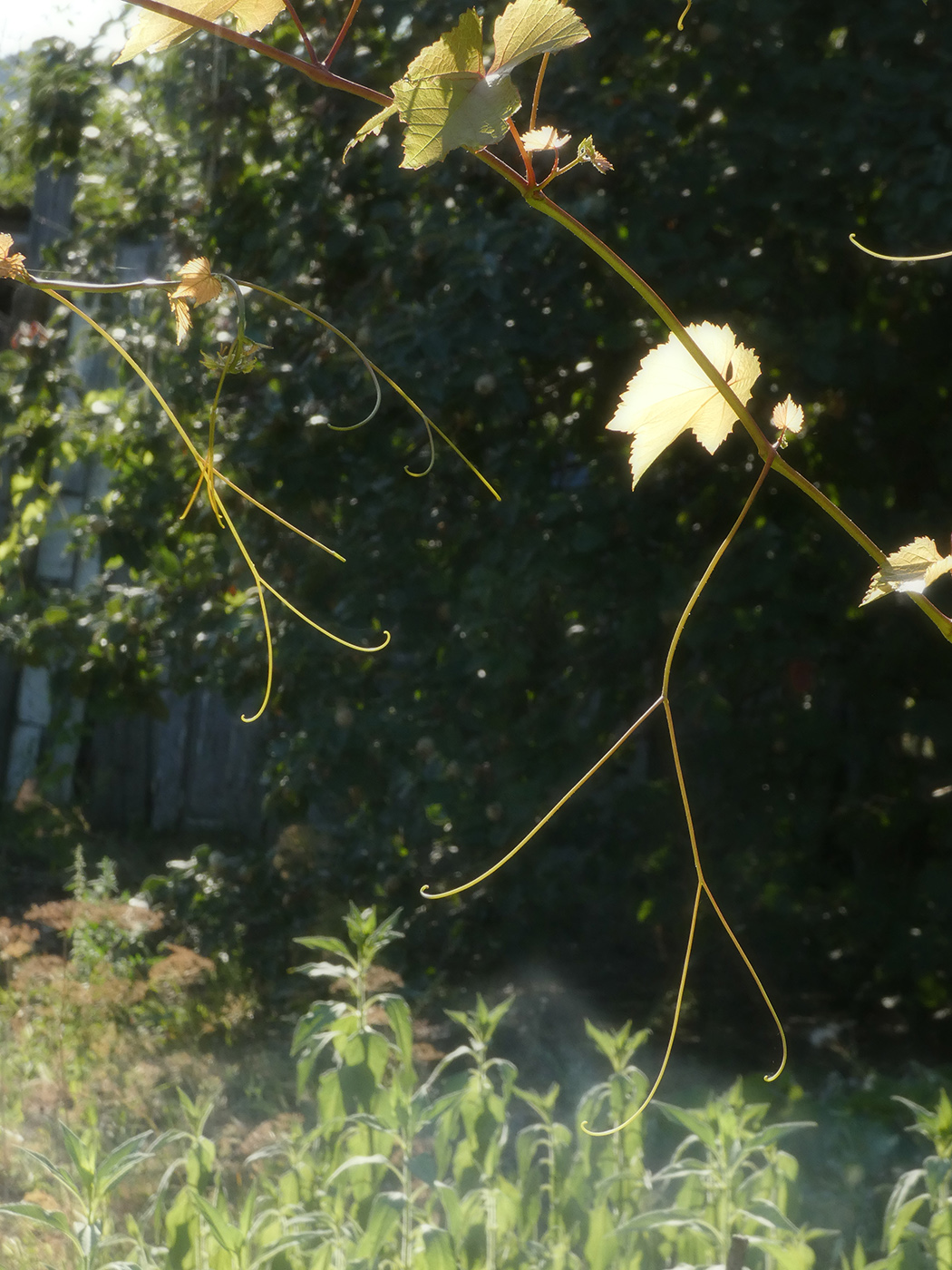 Image of Vitis vinifera specimen.