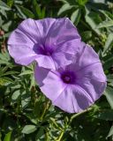 Ipomoea cairica